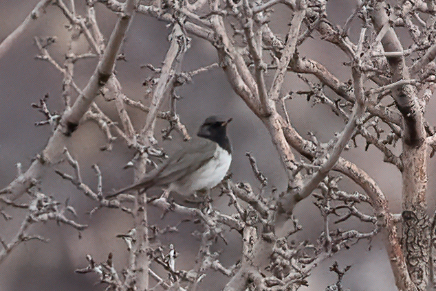 Black-throated Thrush